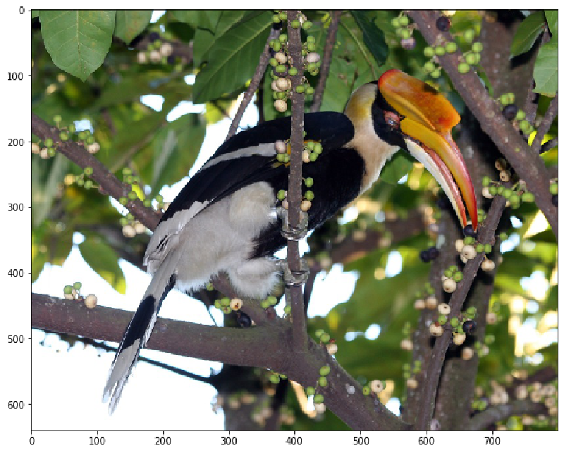 Photo of a female Great Hornbill perched on a tree branch surrounded by green leaves and berries, displayed with matplotlib axes showing pixel dimensions