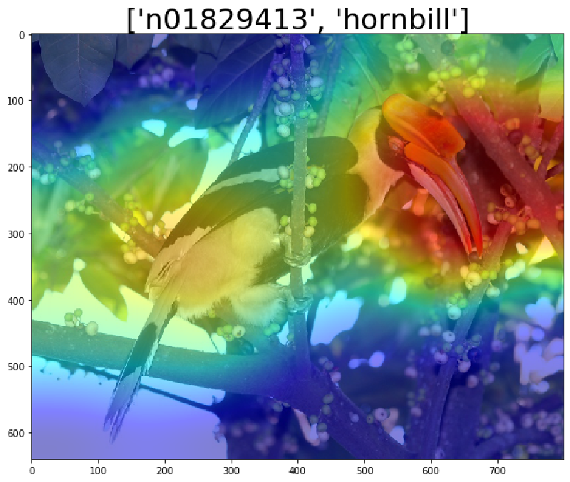 LayerGradCam heatmap visualization overlaid on the Hornbill image, with red regions highlighting the head and beak area that most influenced the model prediction of hornbill